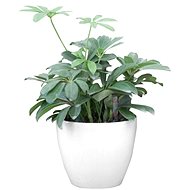 G21 Flower Ring mini white 15cm - Flower Pot
