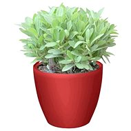 G21 Flower Ring Mini Red 15cm - Flower Pot