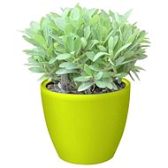 G21 Flower Ring mini green 15cm - Flower Pot