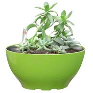 G21 Flower Ring Big green 22cm - Flower Pot