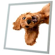 Ortus LED panel with dog motif, 60 × 60 cm - LED Panel