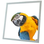 Ortus LED panel with parrot motif, 60 × 60 cm - LED Panel