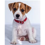Jerry Fabrics Mikroflanel takaró - Jack Russell terrier - Pléd