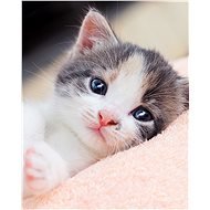 Jerry Fabrics Microflannel Blanket Kitten - Blanket