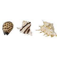 Ebi Aqua Della sea clam mix 8,5-10 cm 1 pc - Aquarium Decoration