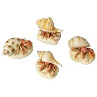 Ebi Aqua Della Hermit Crab mix 9,3 × 6 × 4,9 cm 1 pc - Aquarium Decoration