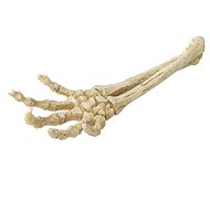 Ebi Aqua Della hand skeleton 26,8 × 9,4 × 4,5 cm - Aquarium Decoration