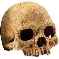 Hagen Exo Terra human skull - Terrarium Ornaments