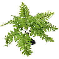 Repti Planet Nephrolepis fern plant 20 cm - Terrarium Ornaments