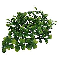 Lucky Reptile Turtle Plants Bacopa approx. 40 cm - Terrarium Ornaments