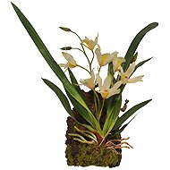 Lucky Reptile Jungle Plants Flowering Hanging Orchid - White 20 × 30 cm - Terrarium Ornaments