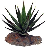 Lucky Reptile Succulents Tiger Aloe, approx. 8 cm - Terrarium Ornaments