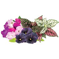 Click and Grow Mix of flowers - Seedling Planter