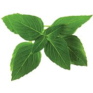 Click and Grow Thai Basil - Seedling Planter
