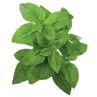 Click and Grow Bazalka pravá - Seedling Planter