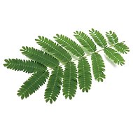 Click and Grow Citlivka (Mimosa) - Seedling Planter