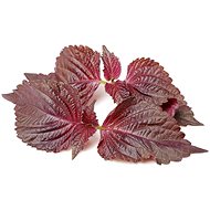 Click and Grow Red Shiso (Chinese Basil) - Seedling Planter