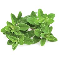 Click and Grow Marjoram - Seedling Planter