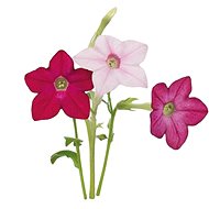 Click and Grow Tobacco Winged - Seedling Planter