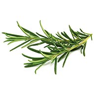 Click and Grow Rosmarin - Setzling