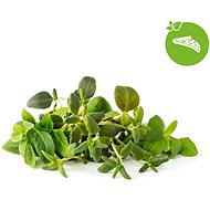 Click and Grow Mix of Italian Herbs - Seedling Planter