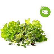 Click and Grow Mix Steak & Grill - Setzling