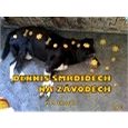 Dennis Smrdidech na závodech - M. M. Cabicar