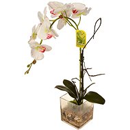 EverGreen® Orchid in glass with acrylic, height 56 cm, white colour - Artificial Flower