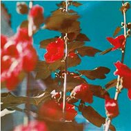 Lawson Chad: Breathe - CD - Hudební CD