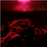 Paper Kites: Roses (2x LP) - LP - LP Record