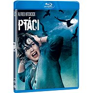 Birds - Blu-ray - Blu-ray Film
