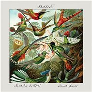 Koščová Katarína, Špiner Daniel: Fragility - Music CD