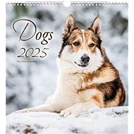 Dogs 2025 - Wall Calendar
