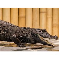 Feeding crocodiles for two - Printed Voucher