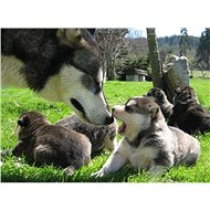 Mushing - dog sledding - Printed Voucher