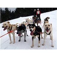 Mushing - dog sledding on your own skin - Printed Voucher