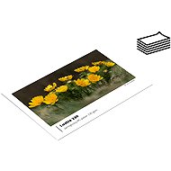 FOMEI Lustre 230 10x15cm/50 semi-gloss - Photo Paper