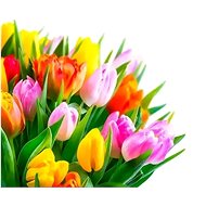 Gaira Tulips M3498YD - Painting by Numbers
