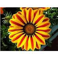 Gaira Red and yellow flower M992295 - Painting by Numbers