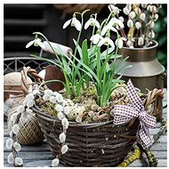 Snowdrops in a basket - Paper Napkins