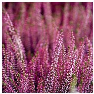 The heather - Paper Napkins