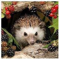 Hedgehog+fruits - Paper Napkins