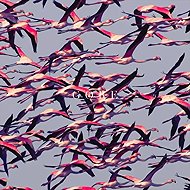 Deftones: Gore Ltd Clr - LP Record