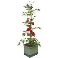 Gusta Garden TOM TOMATO Standard self-watering planter, dark green - Flower Pot