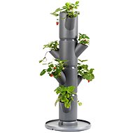 Gusta Garden SISSI STRAWBERRY starter self-watering planter 4 tiers, anthracite - Flower Box