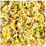 Gusta Garden Microgreens Broccoli 4pcs - Seeds