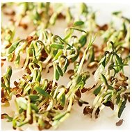 Gusta Garden Microgreens Cress 4pcs - Seeds