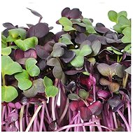 Gusta Garden Microgreens Red Radish 1pc - Seeds