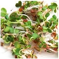 Gusta Garden Microgreens Ruca Rocket 1pc - Seeds