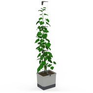 Gusta Garden CURT CUCUMBER self-watering, light grey - Flower Box